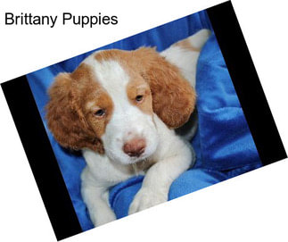 Brittany Puppies