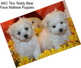 AKC Tiny Teddy Bear Face Maltese Puppies