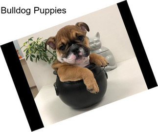 Bulldog Puppies