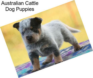 Australian Cattle Dog Puppies