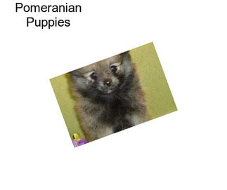 Pomeranian Puppies