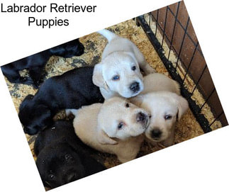 Labrador Retriever Puppies