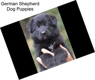 German Shepherd Dog Puppies