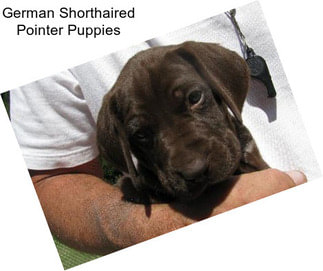 German Shorthaired Pointer Puppies