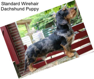 Standard Wirehair Dachshund Puppy