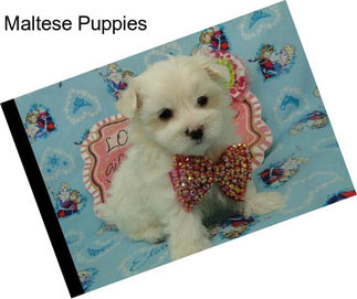 Maltese Puppies