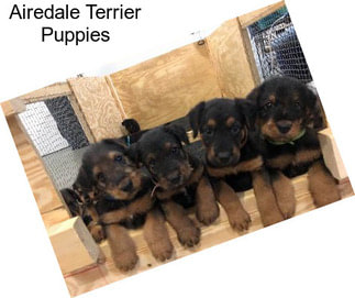 Airedale Terrier Puppies