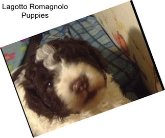 Lagotto Romagnolo Puppies