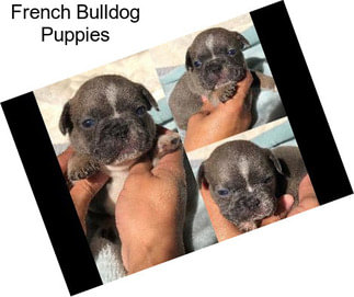 French Bulldog Puppies