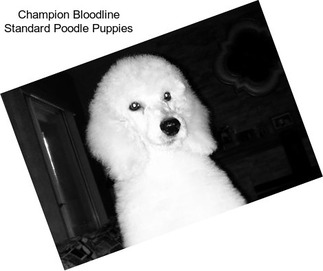 Champion Bloodline Standard Poodle Puppies