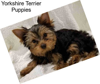 Yorkshire Terrier Puppies