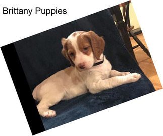 Brittany Puppies