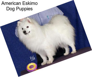 American Eskimo Dog Puppies