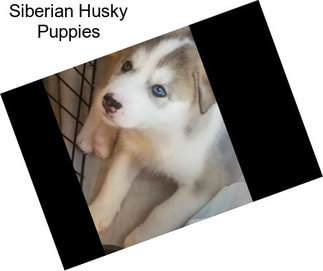 Siberian Husky Puppies