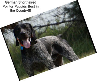 German Shorthaired Pointer Puppies Best in the Country!!!