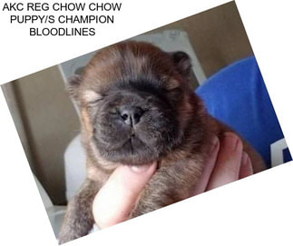 AKC REG CHOW CHOW PUPPY/S CHAMPION BLOODLINES