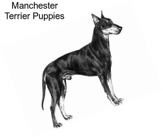 Manchester Terrier Puppies