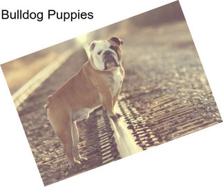 Bulldog Puppies