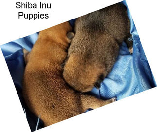 Shiba Inu Puppies