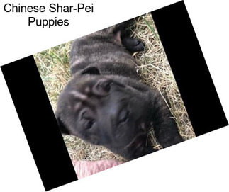 Chinese Shar-Pei Puppies