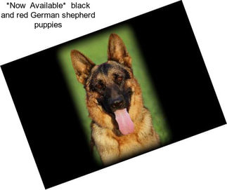 *Now  Available*  black and red German shepherd puppies