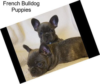 French Bulldog Puppies