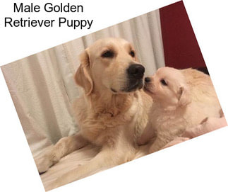 Male Golden Retriever Puppy