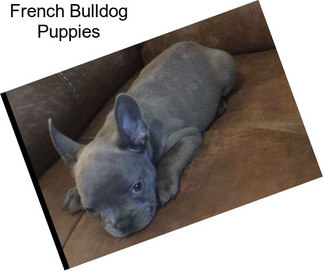 French Bulldog Puppies