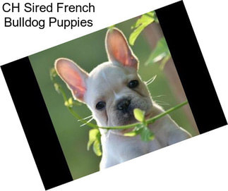 CH Sired French Bulldog Puppies