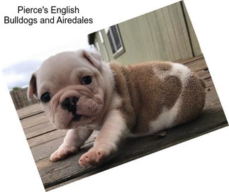 Pierce\'s English Bulldogs and Airedales