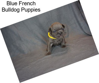 Blue French Bulldog Puppies