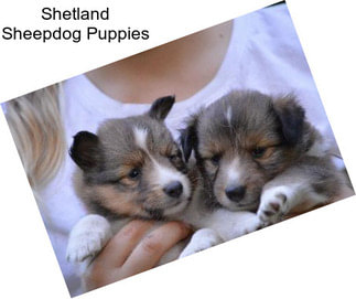 Shetland Sheepdog Puppies