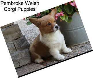 Pembroke Welsh Corgi Puppies