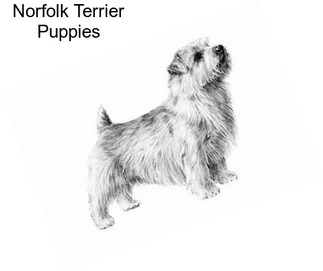 Norfolk Terrier Puppies