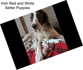 Irish Red and White Setter Puppies