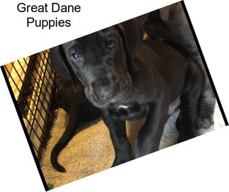 Great Dane Puppies