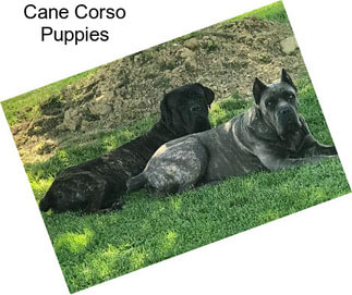 Cane Corso Puppies