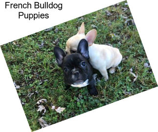 French Bulldog Puppies