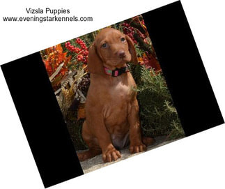 Vizsla Puppies www.eveningstarkennels.com