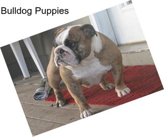 Bulldog Puppies