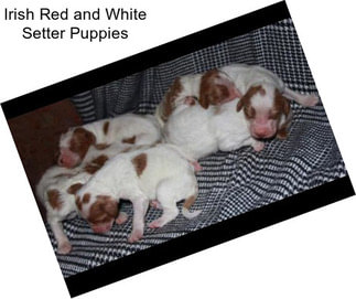 Irish Red and White Setter Puppies