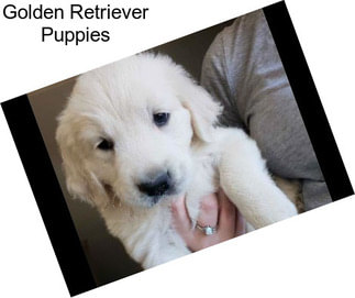 Golden Retriever Puppies