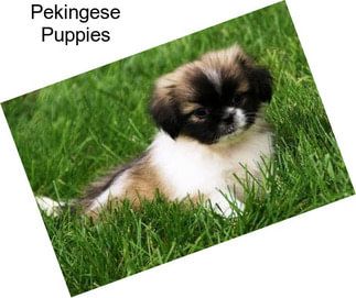 Pekingese Puppies