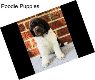 Poodle Puppies