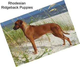 Rhodesian Ridgeback Puppies