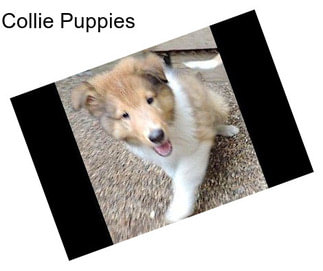 Collie Puppies