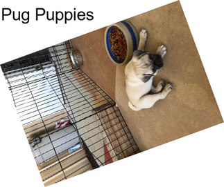 Pug Puppies