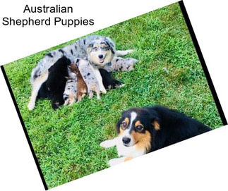 Australian Shepherd Puppies