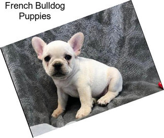 French Bulldog Puppies