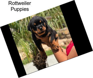 Rottweiler Puppies